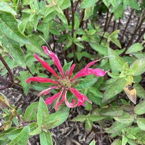 Monarda 'Red Velvet'