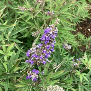 Vitex 'Busy Bee&trade; PP34214'