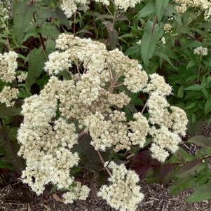 Eupatorium perfoliatum 'Blind Date PPAF'