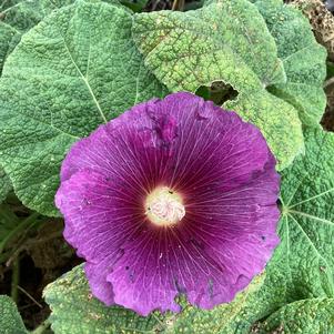 Alcea Rosea-Hybr. 'Purple Rain (seed)'