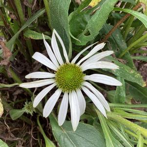 Echinacea 'White'