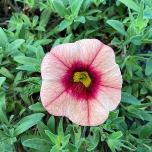 Calibrachoa 'Peach Grenadine'