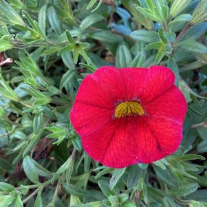 Calibrachoa 'Red'