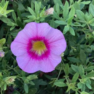 Calibrachoa 'Rose Quartz'