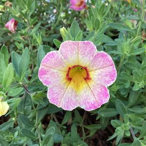 Calibrachoa 'Paloma Pink'