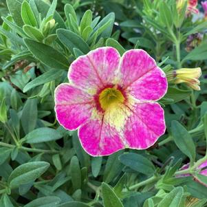 Calibrachoa 'Pink Blush'
