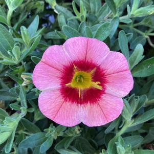 Calibrachoa 'Orange'