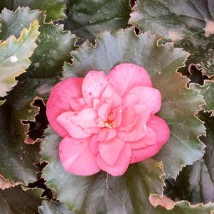 Begonia 'Joy Salmon'