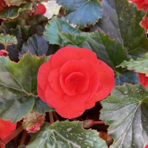 Begonia 'Orange'