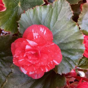 Begonia 'Salmon Splash Bicolor'