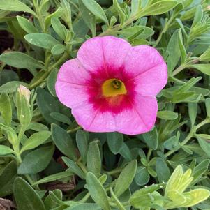 Calibrachoa 'Hula Pink'