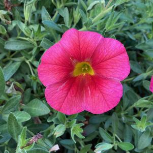 Calibrachoa 'Apricot'