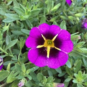 Calibrachoa 'Blue 2023'