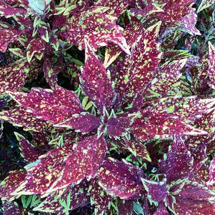 Coleus (Solenostemon) 'Columbus'