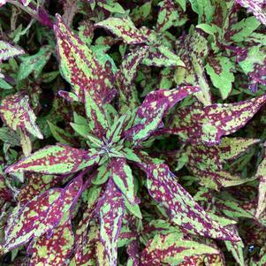 Coleus (Solenostemon) 'Greenville'