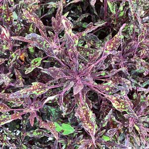 Coleus (Solenostemon) 'NYC Nights'