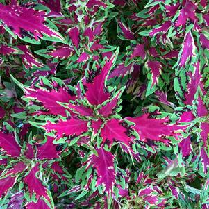 Coleus (Solenostemon) 'Vegas Neon'