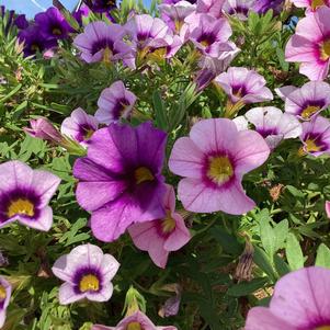 Combinations 'Bloomtastic Trio'