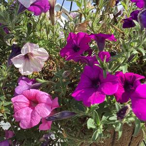 Combinations 'Endurable Rose'