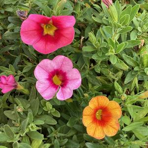 Combinations 'Hawaiian Kaihalulu'