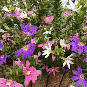Combinations 'Summer Breeze'