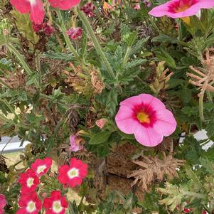 Combinations 'Hot Pink Jazz 2024'