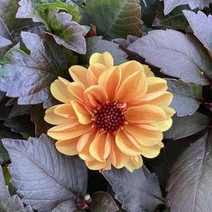 Dahlia 'Soft Orange'