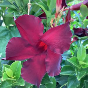 Dipladenia 'Chocolate'