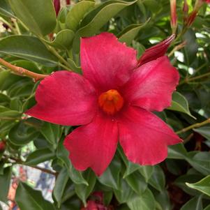 Dipladenia 'Dark Red'