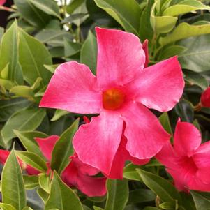 Dipladenia 'Neon'