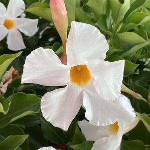 Dipladenia 'White Halo'