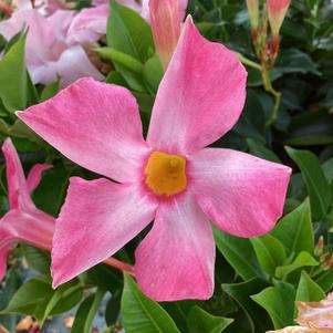 Dipladenia 'Pink Blush'