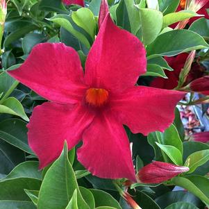 Dipladenia 'Red Velvet'