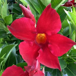 Dipladenia 'Summer Red'