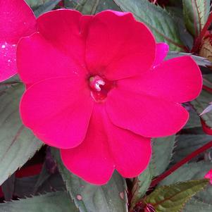 Impatiens - New Guinea 'Cherry Red'