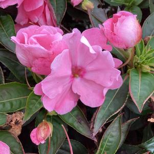 Impatiens - New Guinea 'Pink'