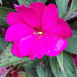 Impatiens - New Guinea 'Purple'