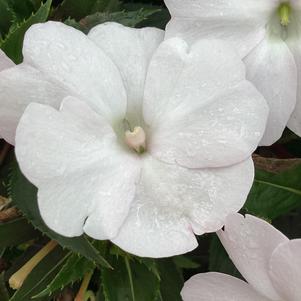 Impatiens - New Guinea 'White Cloud'