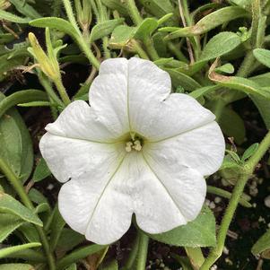 Petunia 'White 2024 (Intrinsa)'