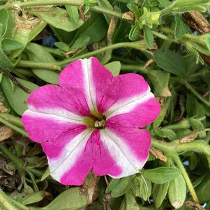 Petunia 'Pink Vein (Intrinsa)'