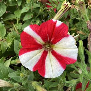 Petunia 'Red'