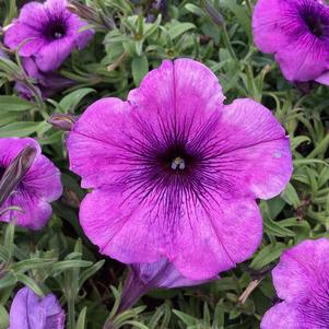 Petunia 'Blue Vein (Intrinsa)'