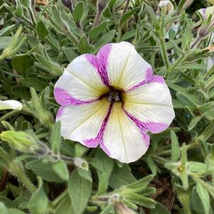 Petunia 'Blueberry Muffin'
