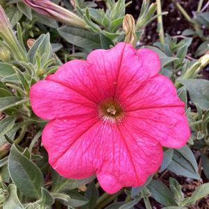 Petunia 'Coral 2024 (Intrinsa)'