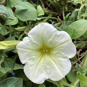 Petunia 'Popcorn'