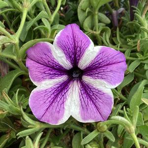 Petunia 'Starfish'