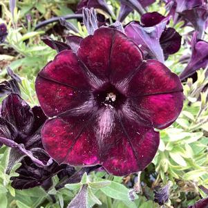 Petunia 'Black Satin'