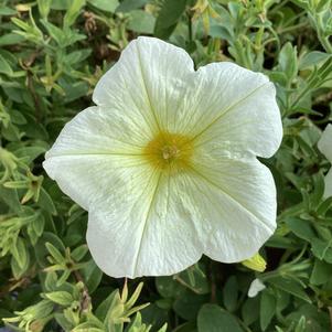 Petunia 'Popcorn (Intrinsa)'