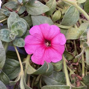 Petunia 'Royal Pink'