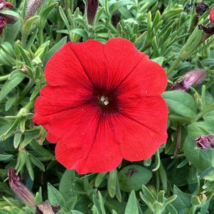 Petunia 'Hot Rod Red'